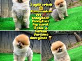 Pomeranian Oğlumuz Pamko Safkan Irk / Yarışma Düzeyinde