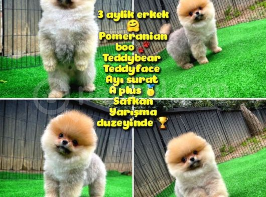 Pomeranian Oğlumuz Pamko Safkan Irk / Yarışma Düzeyinde