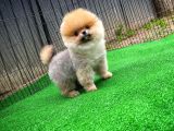 Pomeranian Oğlumuz Pamko Safkan Irk / Yarışma Düzeyinde