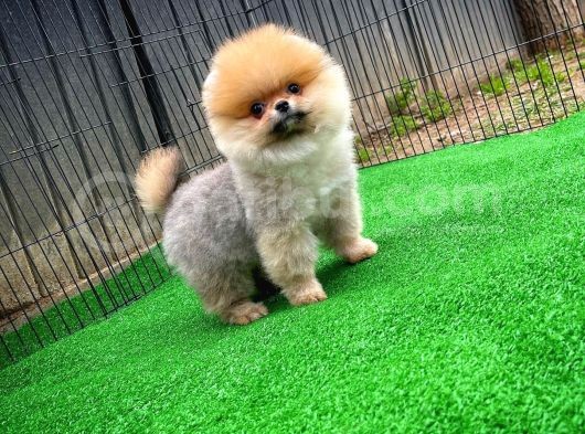 Pomeranian Oğlumuz Pamko Safkan Irk / Yarışma Düzeyinde görsel