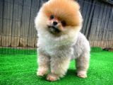 Pomeranian Oğlumuz Pamko Safkan Irk / Yarışma Düzeyinde