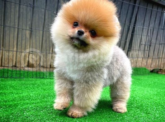 Pomeranian Oğlumuz Pamko Safkan Irk / Yarışma Düzeyinde görsel