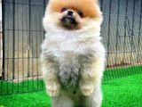 Pomeranian Oğlumuz Pamko Safkan Irk / Yarışma Düzeyinde