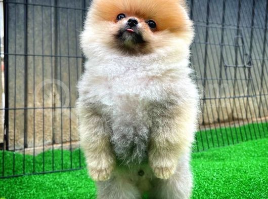 Pomeranian Oğlumuz Pamko Safkan Irk / Yarışma Düzeyinde görsel
