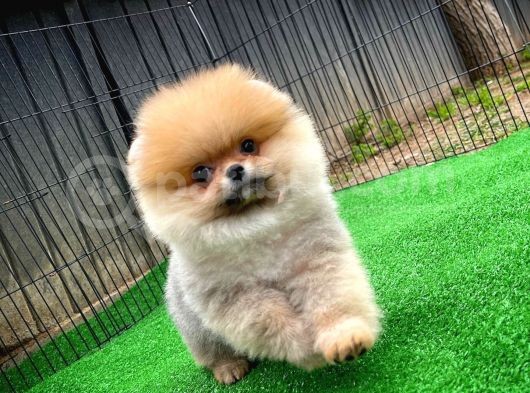 Pomeranian Oğlumuz Pamko Safkan Irk / Yarışma Düzeyinde görsel