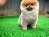 Pomeranian Oğlumuz Pamko Safkan Irk / Yarışma Düzeyinde