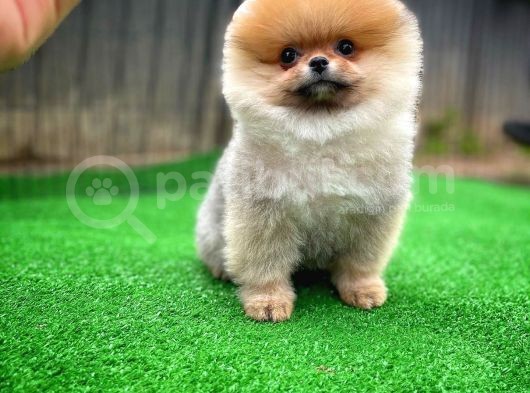 Pomeranian Oğlumuz Pamko Safkan Irk / Yarışma Düzeyinde görsel