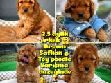 Toy Poodle Safkan Apricot Brown Yavru Oğlumuz Fındık