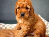 Toy Poodle Safkan Apricot Brown Yavru Oğlumuz Fındık