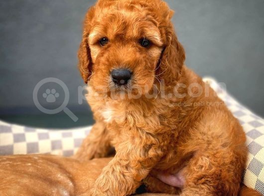 Toy Poodle Safkan Apricot Brown Yavru Oğlumuz Fındık görsel