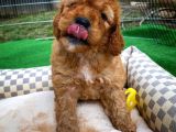 Toy Poodle Safkan Apricot Brown Yavru Oğlumuz Fındık