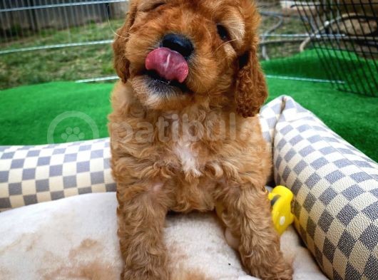 Toy Poodle Safkan Apricot Brown Yavru Oğlumuz Fındık görsel