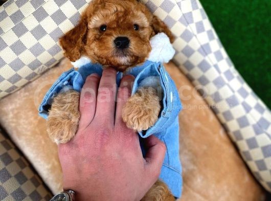 Toy Poodle Safkan Apricot Brown Yavru Oğlumuz Fındık görsel