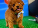 Toy Poodle Safkan Brown Yavru Oğlumuz Fıstık