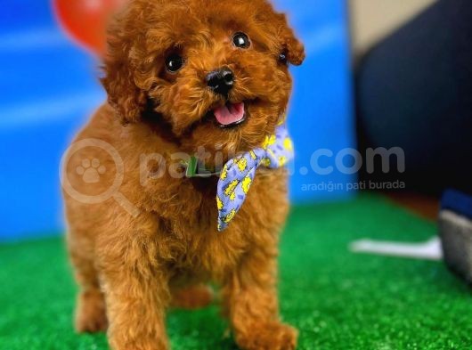 Toy Poodle Safkan Brown Yavru Oğlumuz Fıstık görsel
