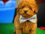 Toy Poodle Safkan Brown Yavru Oğlumuz Fıstık