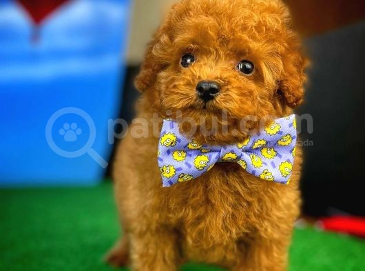 Toy Poodle Safkan Brown Yavru Oğlumuz Fıstık görsel