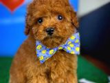 Toy Poodle Safkan Brown Yavru Oğlumuz Fıstık