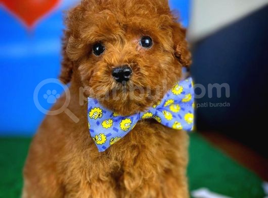 Toy Poodle Safkan Brown Yavru Oğlumuz Fıstık görsel