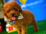 Toy Poodle Safkan Brown Yavru Oğlumuz Fıstık