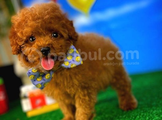 Toy Poodle Safkan Brown Yavru Oğlumuz Fıstık görsel