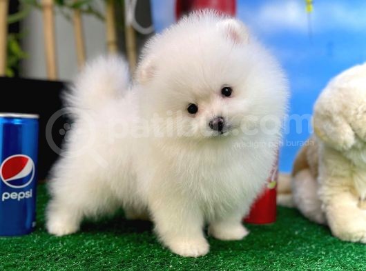 Pomeranian Boo Safkan Kızımız Bussines görsel