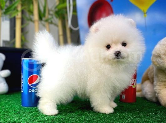 Pomeranian Boo Safkan Kızımız Bussines görsel