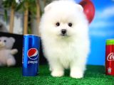 Pomeranian Boo Safkan Kızımız Bussines
