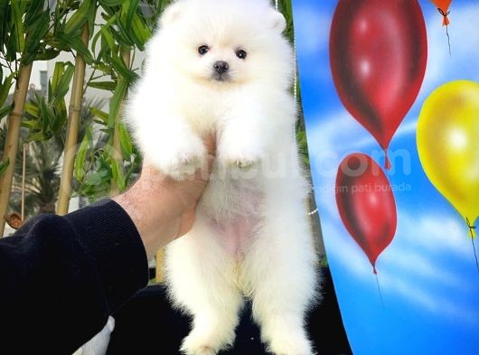 Pomeranian Boo Safkan Kızımız Bussines görsel
