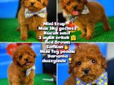 Toy Poodle Safkan Brown Yavru Oğlumuz Fıstık