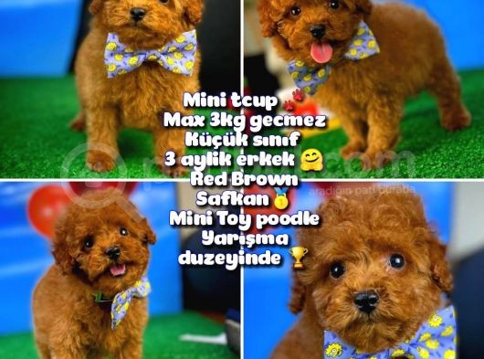 Toy Poodle Safkan Brown Yavru Oğlumuz Fıstık