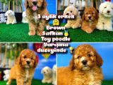 Toy Poodle Safkan Brown Yavru Oğlumuz Kereviz