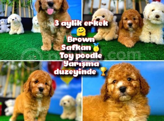 Toy Poodle Safkan Brown Yavru Oğlumuz Kereviz