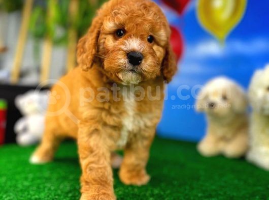 Toy Poodle Safkan Brown Yavru Oğlumuz Kereviz görsel