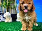 Toy Poodle Safkan Brown Yavru Oğlumuz Kereviz