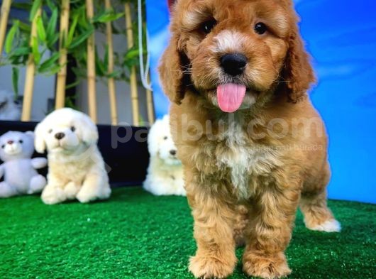 Toy Poodle Safkan Brown Yavru Oğlumuz Kereviz görsel