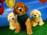 Toy Poodle Safkan Brown Yavru Oğlumuz Kereviz