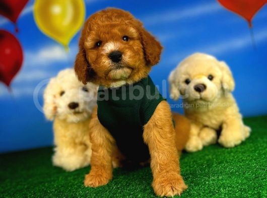 Toy Poodle Safkan Brown Yavru Oğlumuz Kereviz görsel