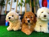 Toy Poodle Safkan Brown Yavru Oğlumuz Kereviz