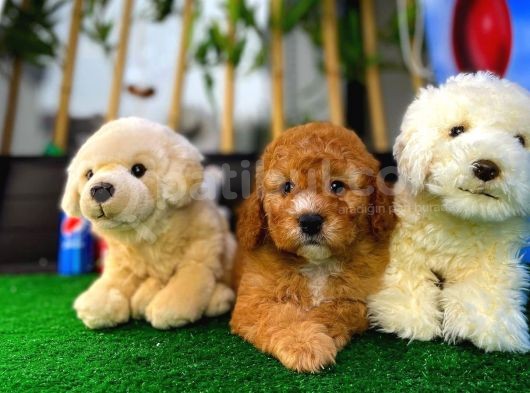 Toy Poodle Safkan Brown Yavru Oğlumuz Kereviz görsel