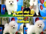 Pomeranian Boo Safkan Kızımız Bussines