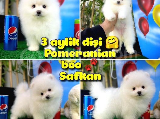 Pomeranian Boo Safkan Kızımız Bussines