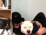 Dogo Argentino İyi Huylu
