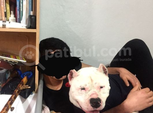 Dogo Argentino İyi Huylu görsel