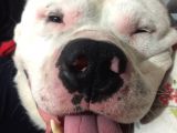Dogo Argentino İyi Huylu