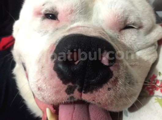 Dogo Argentino İyi Huylu