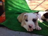 Kısa Bacak Koca Kafa Yavrular Pitbull