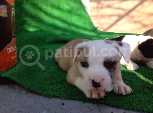Kısa Bacak Koca Kafa Yavrular Pitbull görsel