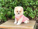 Orijinal Pomeranian Dişi