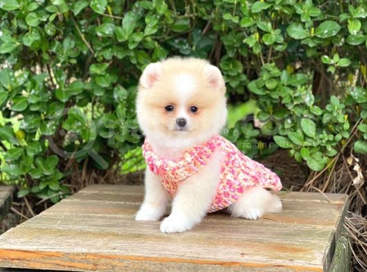 Orijinal Pomeranian Dişi